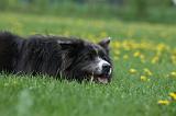 BORDER COLLIE 965
